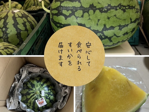 黄色いスイカ　圧倒的な糖度を誇る『金色羅皇』　2L玉　7-8kg