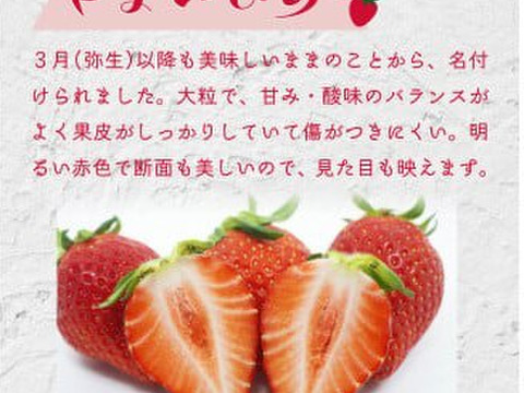 【食べ比べ】【いばらキッス・やよいひめ】茨城県産いちご 2パック×１箱
「食べチョクいちごグランプリ2026 」味わい部門「ザ・ジューシー賞」受賞【やよいひめ】含む