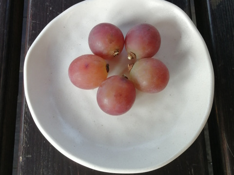 🦺希少品種🍇天候被害SOS🦺　　
　　　　　　　　🌿果汁タップリ🔴紅伊豆🌿　
　　 　　　　　【訳アリ紅伊豆の粒/約450g×2P程度】