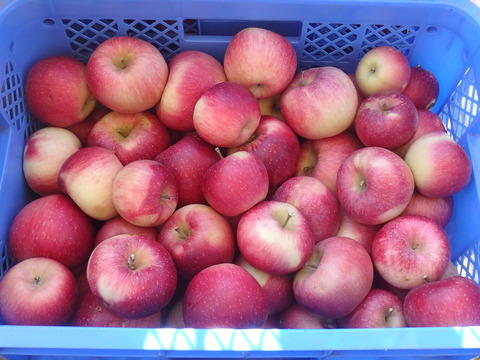 シナノホッペ　加工用（生食も可）10キロ箱【葉とらず】JA基準より60％減の低農薬栽培