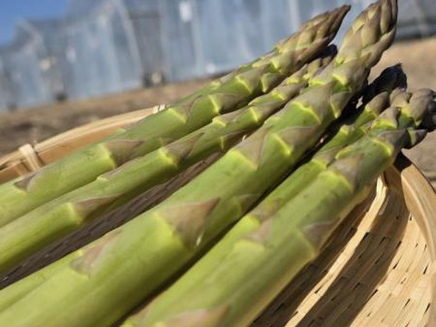 【登録記念SALE🎊】じゅわっと春を感じる｜那須塩原産アスパラガス｜1.0kg｜朝採れ｜食べ比べセット｜M～２L