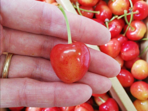 【山形県産】さくらんぼ　希少品種ナポレオン 1kg 【訳あり】双子入りバラ詰 1キロ 【生食/加工用】