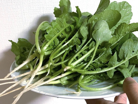 岡山県産の大根葉を100g