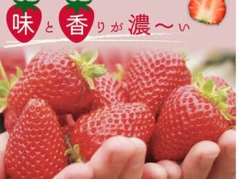 【いばらキッス】茨城県オリジナル品種 ２パック×１箱