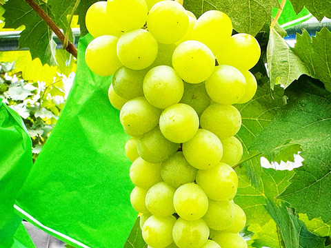 【ドライフルーツ】【食べ比べ】凝縮された甘さ！軸付き干しぶどう（8種、約700g）