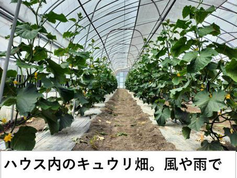 【福袋2025】夏野菜セット888〈トマト８、ナス８、キュウリ８〉