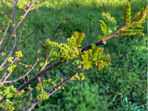 【春の香り】花山椒/はなさんしょう/天然/高級山菜/100g【4/8~4/10発送】【冷蔵便】