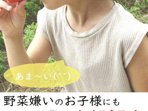 おまかせ採れたて新鮮な夏野菜のセット　4〜6品目