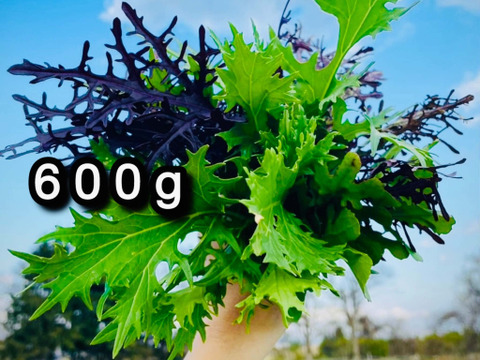 【自然栽培】道産サラダリーフ・600g （草の力だけで育てたこだわりの無肥料野菜）