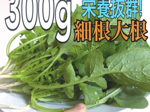 採れたての農薬不使用の大根葉を300gお届け