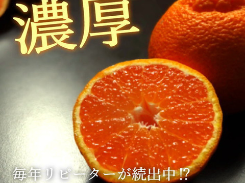 【数量限定★極上の食べ比べ】🏆みかん柑橘グランプリ2026最高金賞含む最多４部門受賞の「木熟せとか」＆店長イチ押しの高糖度しらぬい「甘熟デコ」　サイズ混合　お試し品　約2.25ｋｇ【415-225k】