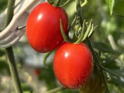 【高糖度】イナカカラトマト1KG【彩鮮やか】