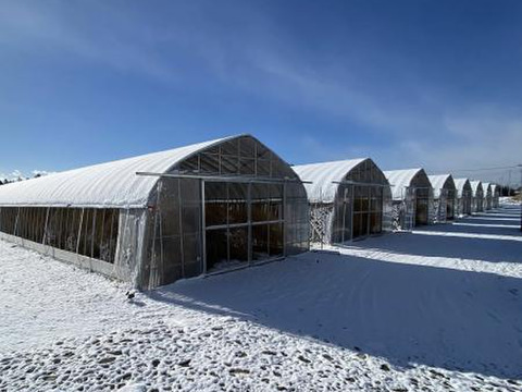 【受賞記念&登録記念SELE🎊】極太(A2L)のみ｜1.0kg｜那須塩原産アスパラガス｜朝採れ｜じゅわっと春を感じる