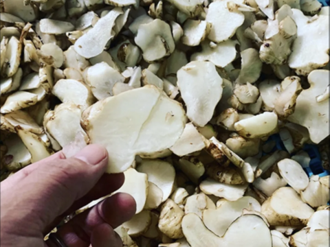 生活習慣病の予防に！ノンカフェイン！　完全オーガニック　菊芋麦茶 5g×12包入り ２袋セット【送料無料】