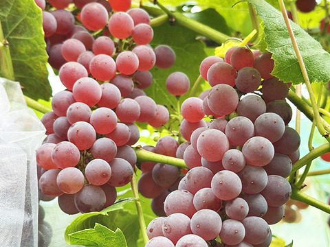 【ドライフルーツ】凝縮された甘さ！軸付き干しぶどう（デラウェア、約100g）