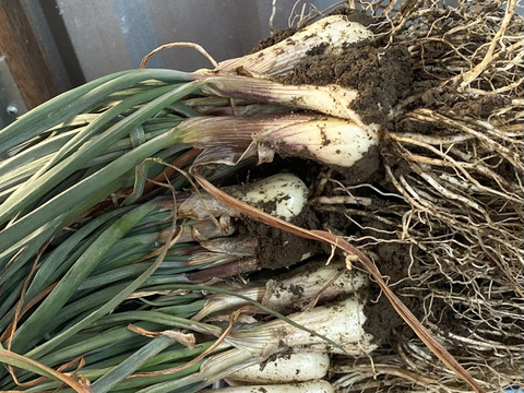 シャキシャキ！朝採れ島らっきょう1kg