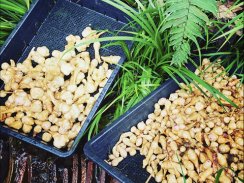 生活習慣病の予防に！ノンカフェイン！　完全オーガニック　菊芋麦茶 5g×12包入り ２袋セット【送料無料】