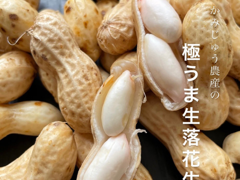 限定 夏の味覚 やみつき極うま生落花生 塩ゆで専用 500g 愛知県産の落花生 ピーナッツ 食べチョク 産地直送 産直 お取り寄せ通販 農家 漁師から旬の食材を直送 限定 夏の味覚 やみつき極うま生落花生 塩ゆで専用 500g 愛知県産の落花生 ピーナッツ 食べチョク 産地直送 産直 お取り寄せ通販 農家 漁師から旬の食材を直送