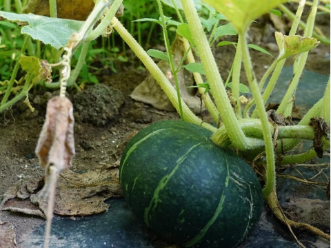 熟成かぼちゃと玄米のスープ（6個）