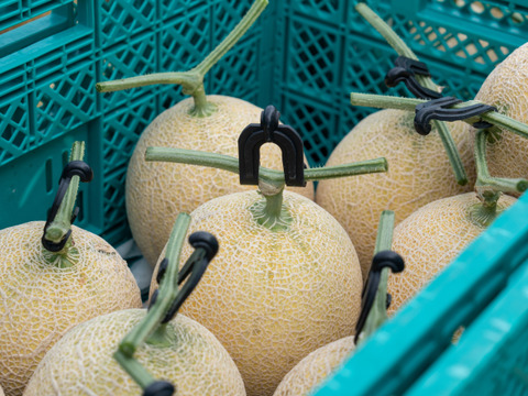 【島根県発！幻のメロン】「ゴールデンパール」１玉１.３kg以上