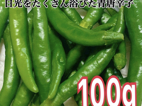 朝採れの青唐辛子をおとどけ【100g】