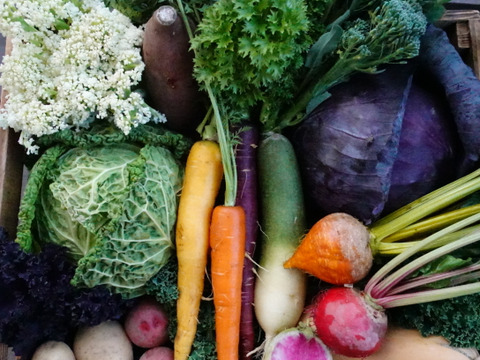 旅する畑から届く、季節の彩り野菜セット（7-8種類）