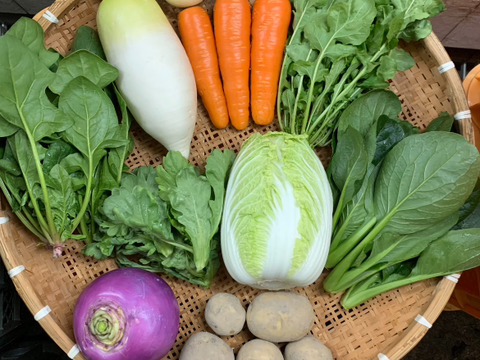 【京都府産】旬の定番夏野菜セット（10品）