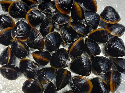 宍道湖産しじみ　(L)3kg