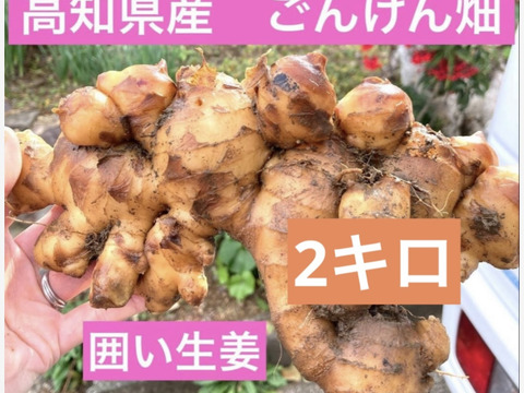 高知県　ごんげん畑の囲い生姜2キロ