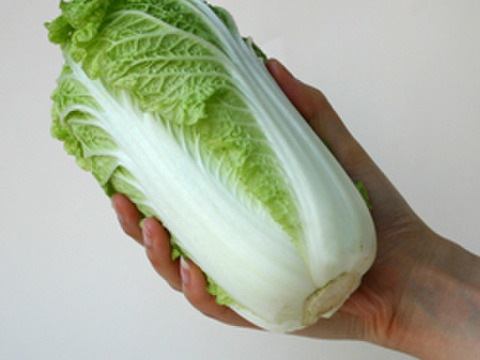 有機肥料で納豆菌栽培　食べきりサイズの白菜２０個入り