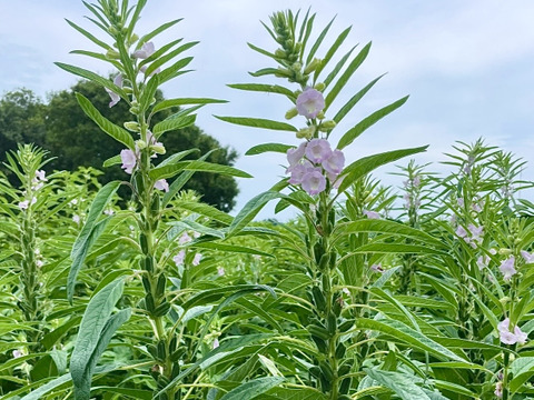 埼玉県産 金ごま100g｜栽培期間中 農薬・化学肥料不使用