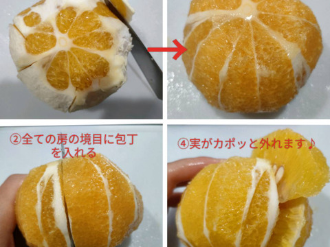 【8kg】柑橘界ナンバー2の大きさ！爽やかな風味の安政柑【ご家庭用】