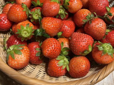 ジャム用有機いちご4kg　（有機JAS認定　熊本産　恋みのり）