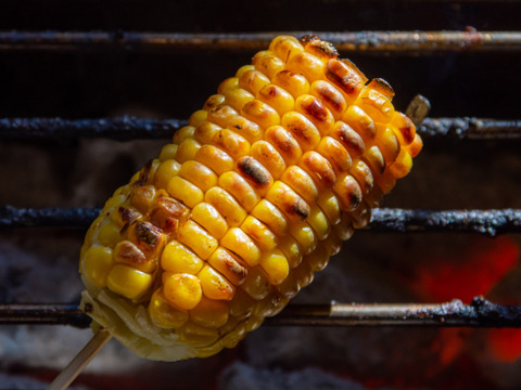 【香美町が生んだ、黄金の宝】とうもろこし20本（品種:ゴールドラッシュ）