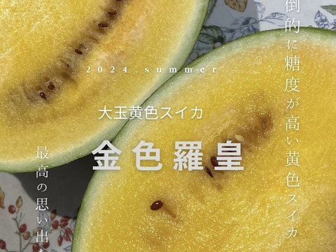黄色いスイカ　圧倒的な糖度を誇る『金色羅皇』SS玉　3kg~４kg　2個セット
