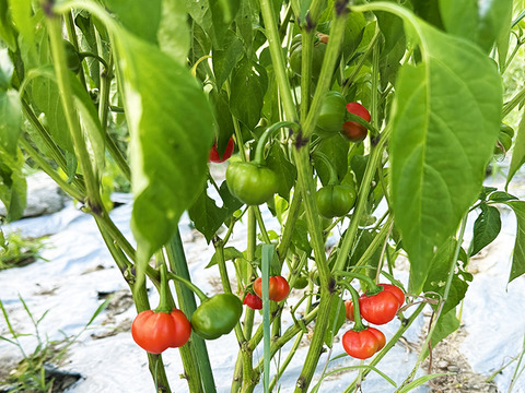 【お試し】ラー油にどうぞ！ラー油とうがらし（約100g）農薬・化学肥料不使用