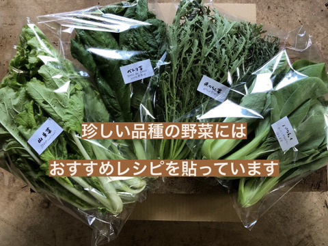 九州産 夏野菜セット 70サイズ