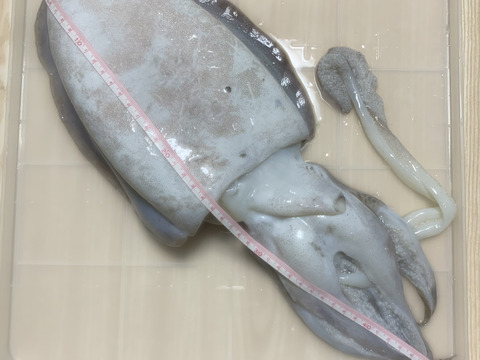 【漁師直送】紋甲烏賊 1杯《約1.3kg》