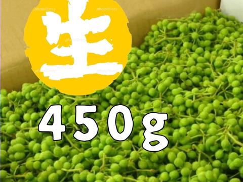 【予約受付開始!】2021年度うまぶどう果実450g【生】プレゼントキャンペーン中☆フルーツ酵素や果実酒にも♪