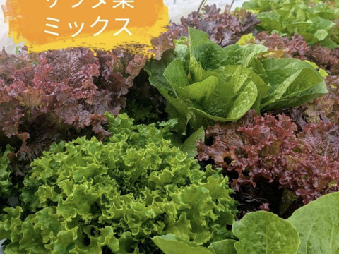 農家直送 サラダ菜ミックス　80サイズの箱いっぱい