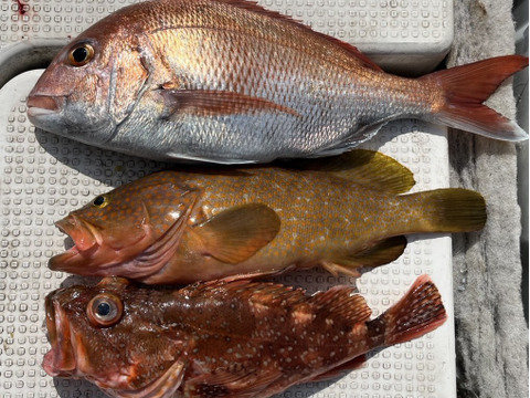 明日朝まで限定！捕れたて！アコウ・カサゴ・タイ 約3.5kgオーバー 長崎県対馬市(内臓・鱗処理済)