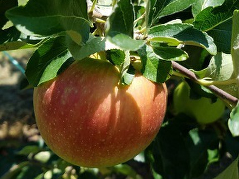 収穫開始「しなのレッド」約3kg(12～16個)入り。夏の暑さに疲れた身体に最適です。爽やかな酸味からの甘み長野県オリジナル品種です。夏りんごの魅力を是非。冷蔵庫で保存して下さい。写真は8/7現在