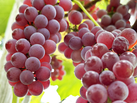 甘く種なし！岡山県産種なしデラウェア（約800g、6～9房）化学肥料不使用