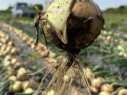 【京都・山城】ねぎの栽培技術を活かした新玉ねぎ『山たまちゃん』♪9.0kg（Mサイズ以上無選別）