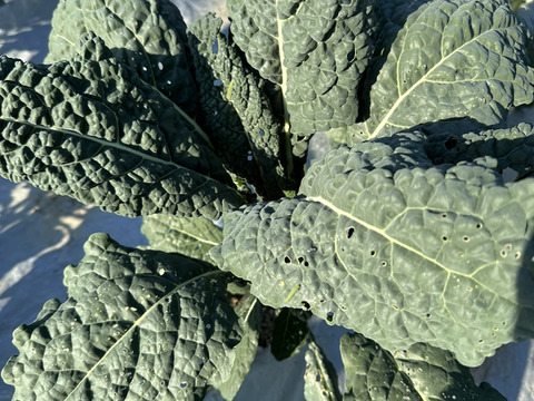 【冬の旬】葉キャベツ！カーボロネロ（総量500g）農薬・化学肥料不使用