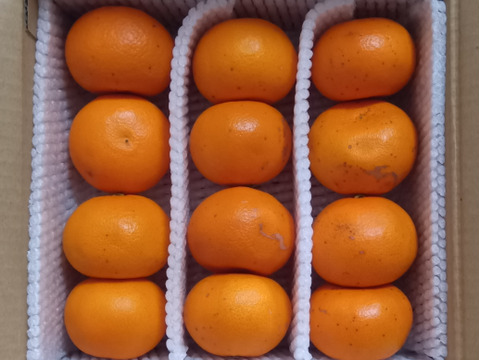 【小さなお口にぴったりフィット】とっても小さい！訳ありだけど今年も甘〜くなった せとか です 2Sサイズ 12個入りご家庭用 みかん