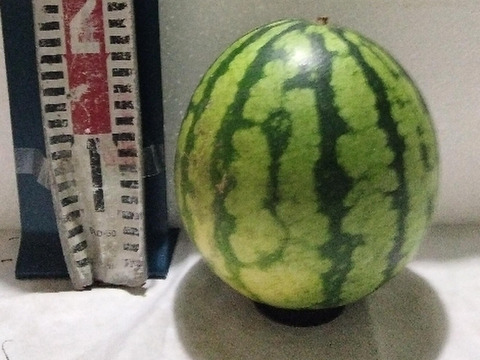 兵庫産夏武輝 小玉スイカ1玉　ご家庭用⑨
