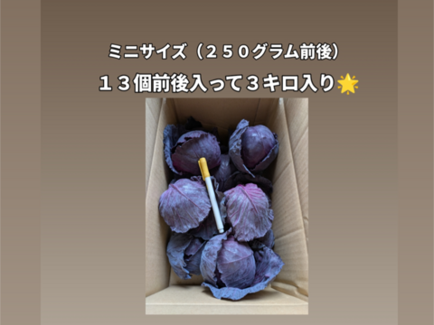 ミニ紫キャベツ　３キロ