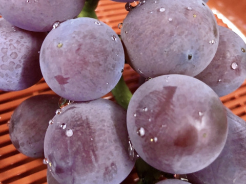 種無しぶどう　甘くてジューシー　竜宝（りゅうほう）1kg