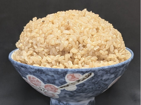 マジでうまい！令和8年産コシヒカリ玄米10kg（はざ掛け自然乾燥